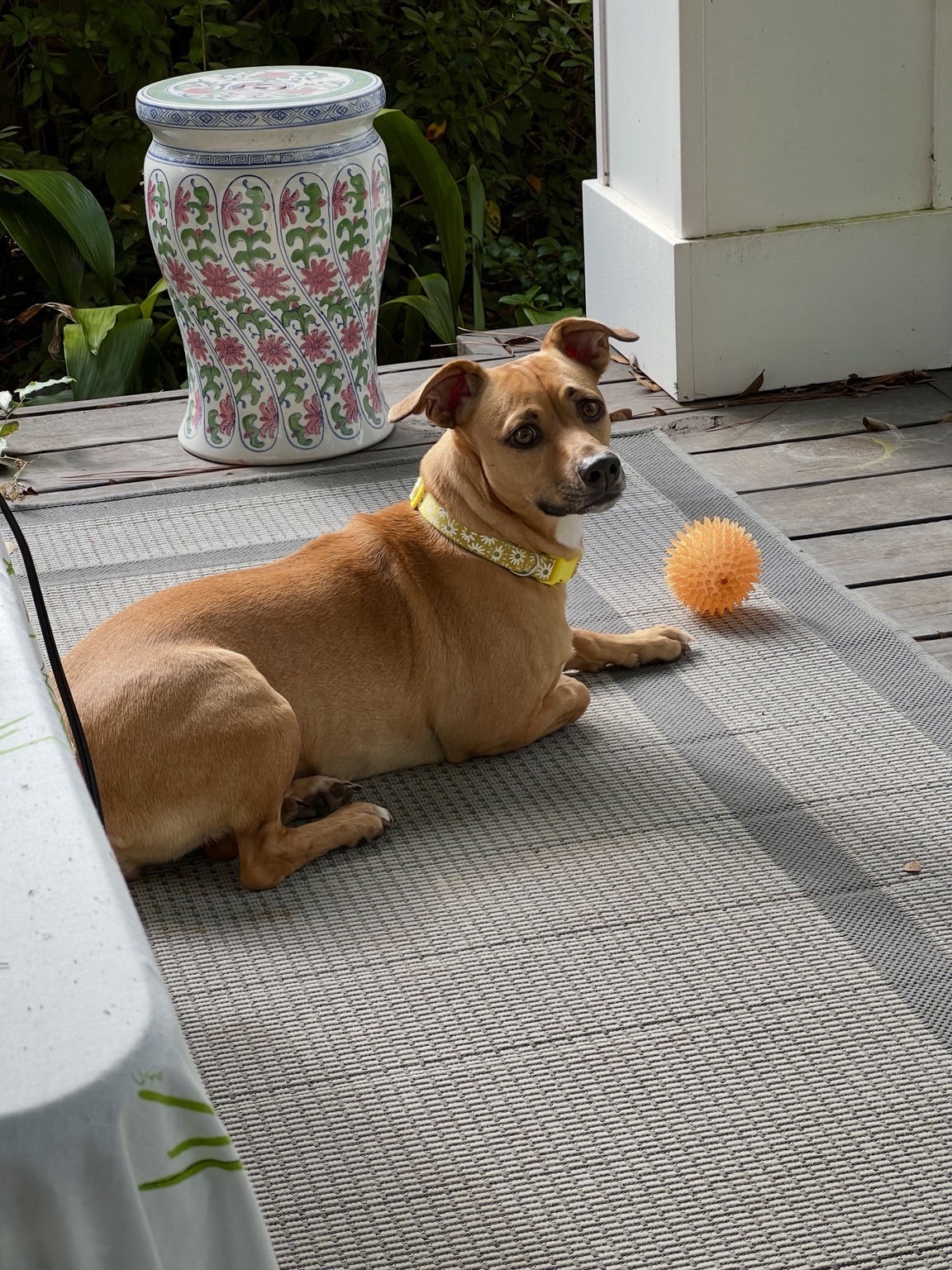 Buttercup relaxing on the porch