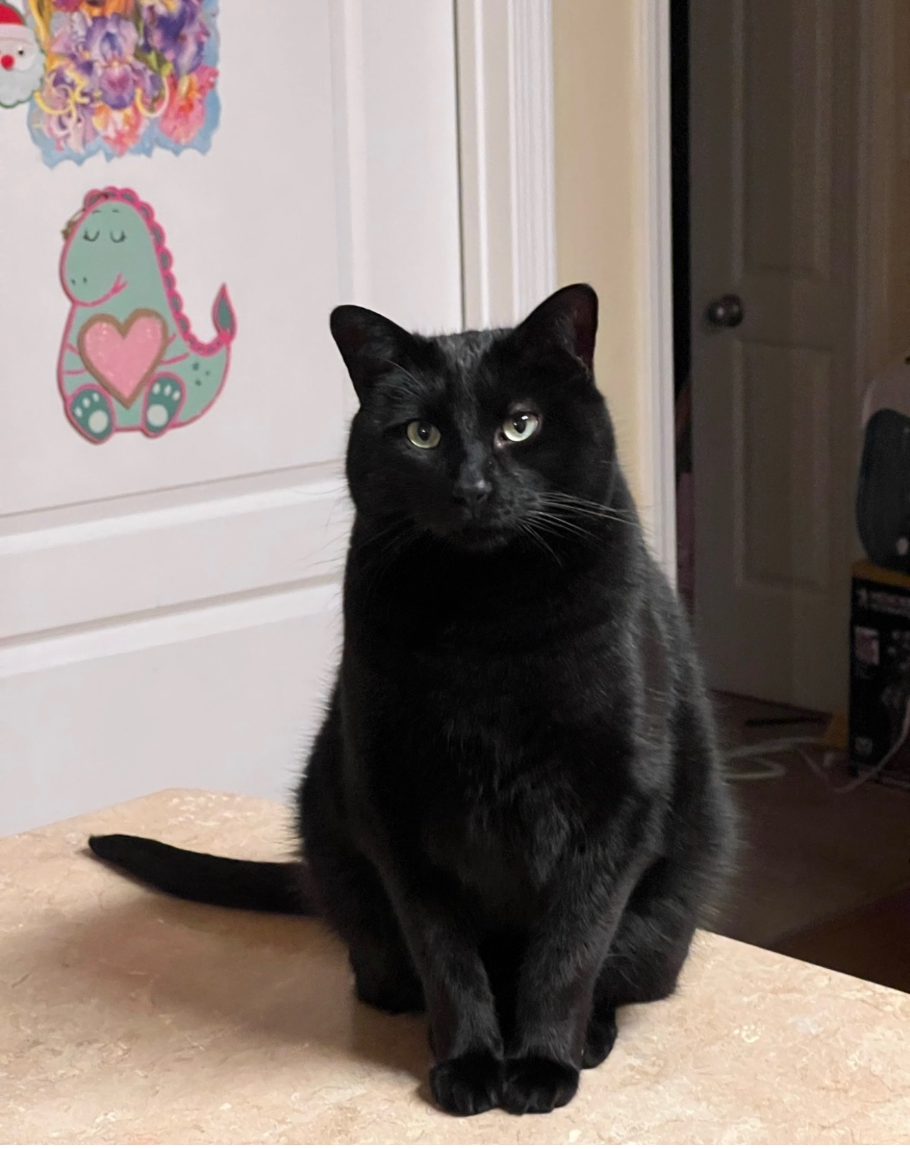 Odel, a beloved black cat